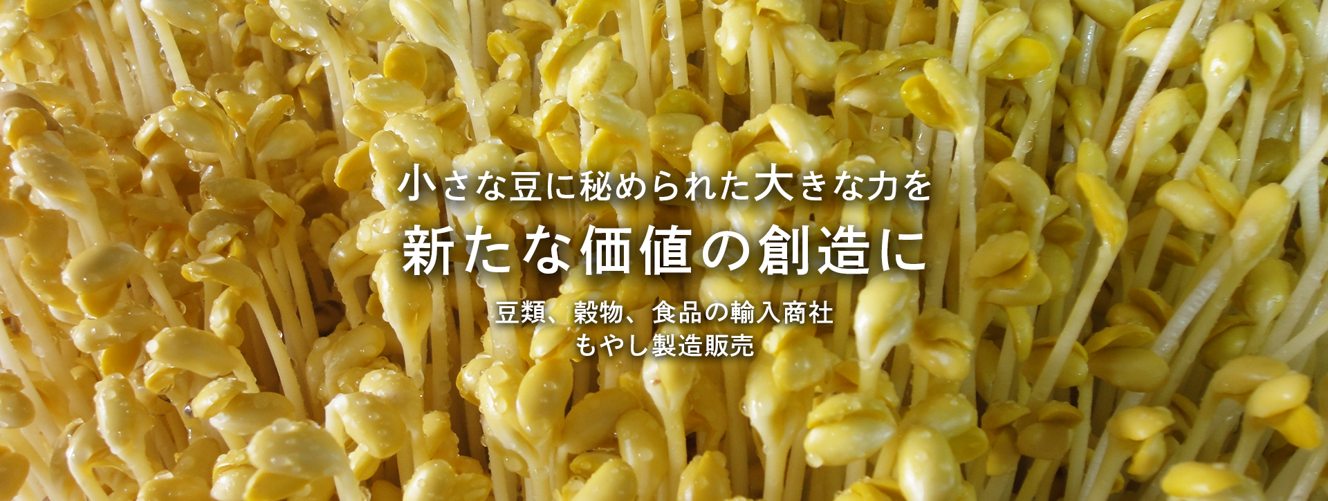 小さな豆に秘められた大きな力を新たな価値の創造に